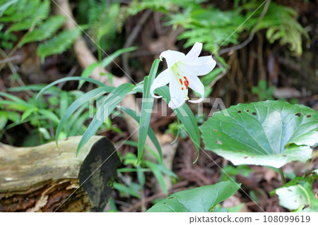 Sasa lily flowers Sasa lily flowers 108099619