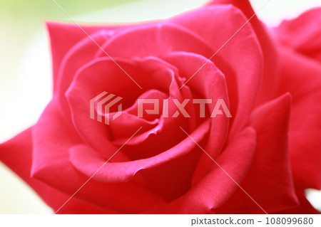 Rose petals up 108099680