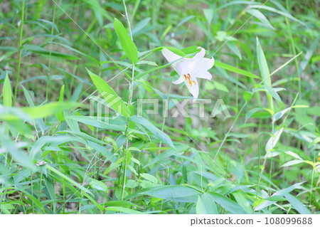 莎莎百合花 莎莎百合花 108099688