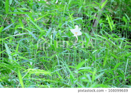 Sasa lily flowers Sasa lily flowers 108099689