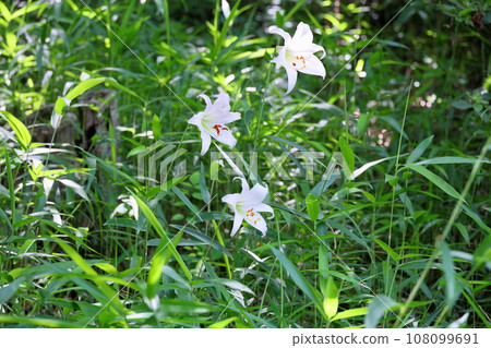 Sasa lily flowers Sasa lily flowers 108099691