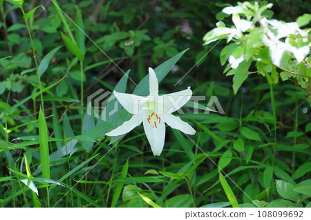 Sasa lily flowers 108099692
