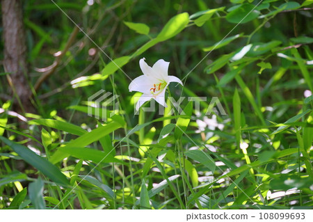 Sasa lily flowers Sasa lily flowers 108099693