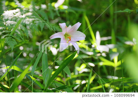 Sasa lily flowers Sasa lily flowers 108099694