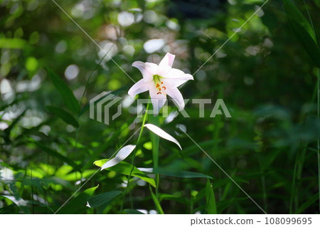 莎莎百合花 108099695