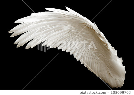 White angel or bird wing on black background 108099703