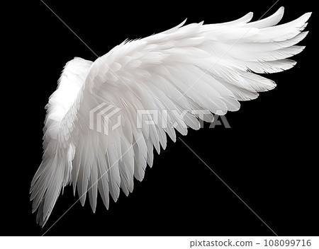White angel or bird wing on black background 108099716