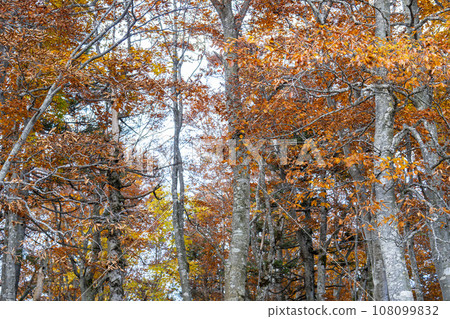 山形藏王秋天,藏王山脈秋葉景觀,山形縣山形市 山形藏王秋天,藏王山脈秋葉景觀,山形縣山形市 108099832