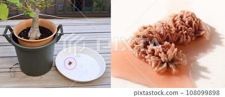 Slime mold found at the bottom of a baobab flower pot! 108099898