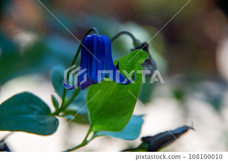 A single blue clematis 108100010