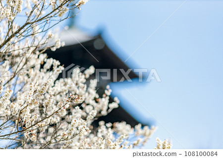 White plum blossoms and five-storied pagoda|Bicchu branch temple White plum blossoms and five-storied pagoda|Bicchu branch temple 108100084