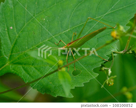 A chirping insect resting on a leaf. A chirping insect resting on a leaf. 108100852