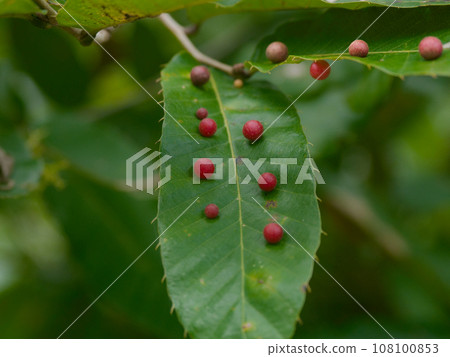 Red insect galls that appear on the leaves of oak oak. Red insect galls that appear on the leaves of oak oak. 108100853