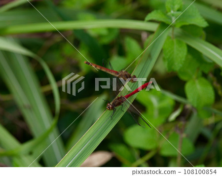 Red dragonfly, Odonataceae perched on a leaf♂ Red dragonfly, Odonataceae perched on a leaf♂ 108100854