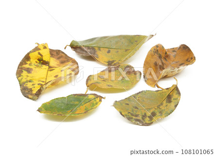 Dead quince leaves with a white background 108101065
