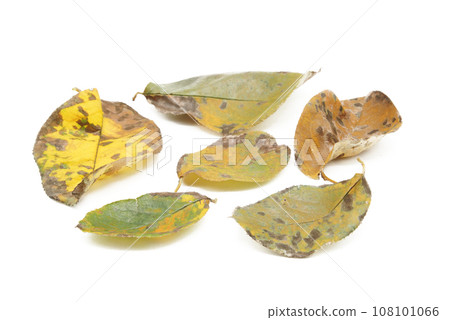 Dead quince leaves with a white background Dead quince leaves with a white background 108101066