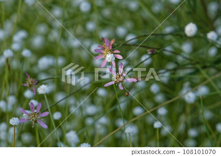 Shiratamoshikusa 的殖民地和 Sawashirogiku 的花 Shiratamoshikusa 的殖民地和 Sawashirogiku 的花 108101070