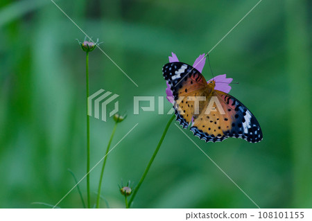 波斯菊訪花蟲、蛺蝶科、貝母♀ 108101155