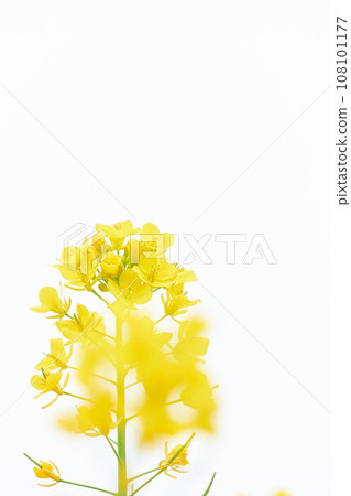 白色背景上的油菜花特寫 108101177