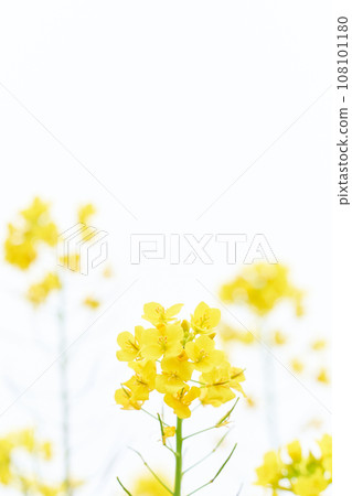 Rapeseed flower closeup on white background Rapeseed flower closeup on white background 108101180