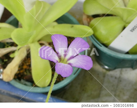 Pinguicula vulgaris Pinguicula vulgaris 108101698