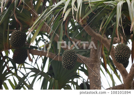 Pandanus berries swaying in the wind Pandanus berries swaying in the wind 108101894