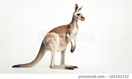 Kangaroo white background 108102332
