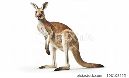 Kangaroo white background 108102335