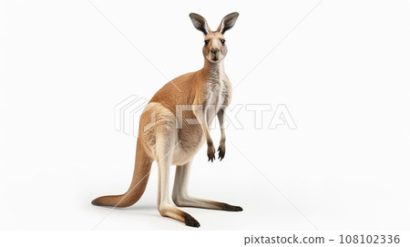 Kangaroo white background 108102336