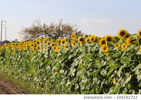 Scenery of sunflower flower field blooming in autumn park Scenery of sunflower flower field blooming in autumn park 108102722