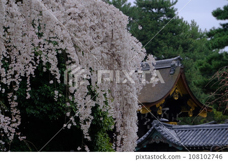 京都庭院櫻花 京都庭院櫻花 108102746