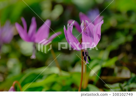 Temporary flowers 108102749
