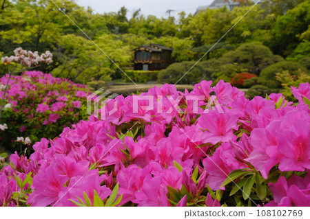 Kotobuki Azalea的杜鵑花 Kotobuki Azalea的杜鵑花 108102769