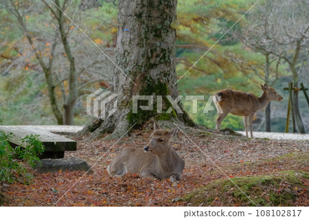 奈良公園 108102817