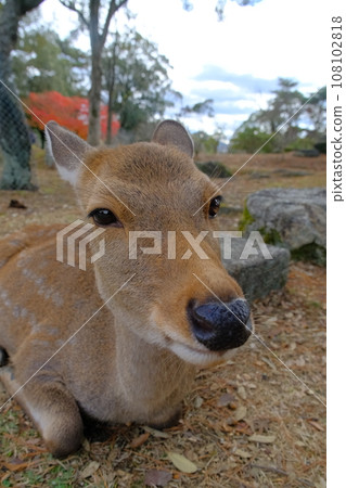 奈良公園 奈良公園 108102818