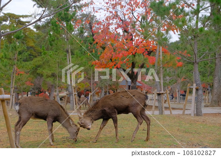 Nara Park 108102827