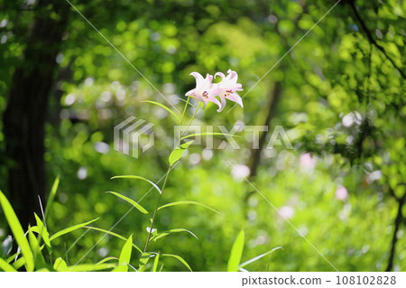 Japanese lily flower among green leaves Japanese lily flower among green leaves 108102828