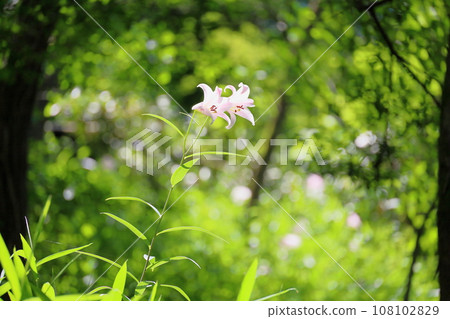 Japanese lily flower among green leaves Japanese lily flower among green leaves 108102829