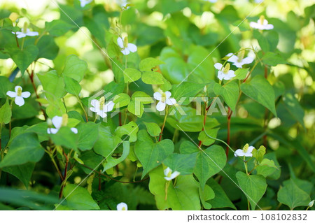 北達見花 北達見花 108102832