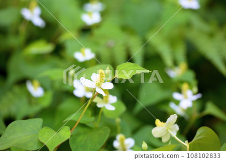 北達見花 北達見花 108102833