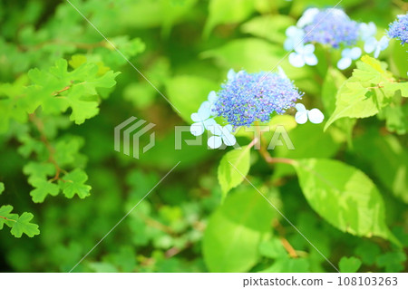 繡球花 108103263