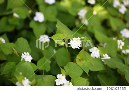 Yaesaki Dokudami花 108103265