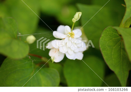 Yaesaki Dokudami花 Yaesaki Dokudami花 108103266