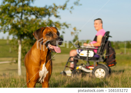 A brown dog with a man with disabilities in electric wheelchair the background at the park A brown dog with a man with disabilities in electric wheelchair the background at the park 108103272