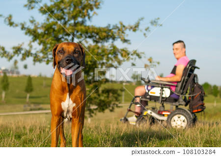 Portrait of the brown dog with a disabled man on the background at the park  108103284