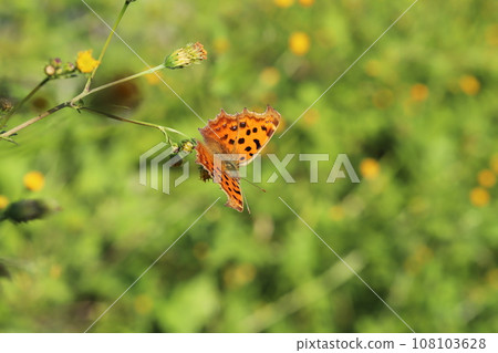秋天田野裡,一隻紅尾鶲棲息在一隻蚱蜢身上 秋天田野裡,一隻紅尾鶲棲息在一隻蚱蜢身上 108103628