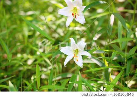 Sasa lily flowers 108103846