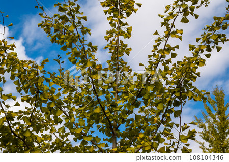 Ginkgo trees starting to change color in early autumn Ginkgo trees starting to change color in early autumn 108104346