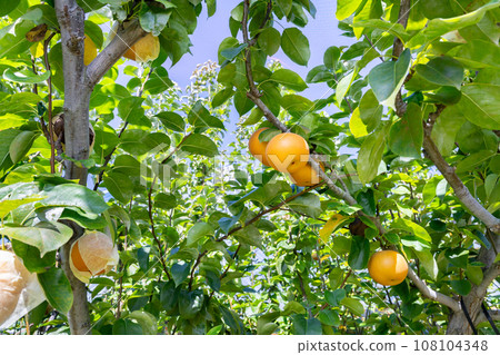 梨園梨田 108104348