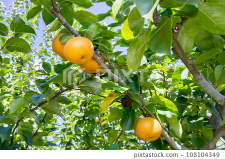 Pear farm pear field 108104349